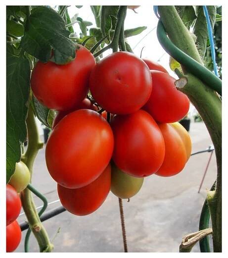 Rajče Sonet F1 - Solanum lycopersicum - osivo rajčat - 20 ks