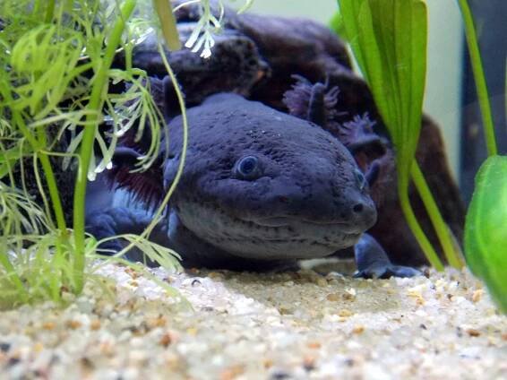 Vodní dráček, axolotl mexický, je exotickým mazlíčkem