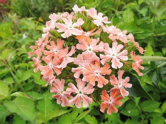 Lychnis chalcedonica " Carnea " - kohoutek plamenný Zahradnictví Krulichovi - zahradnictví, květinářství, trvalky, skalničky