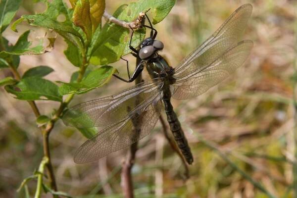 Lesklice horská - Somatochlora alpestris , PR Jelení lázeň 13.6.2010 