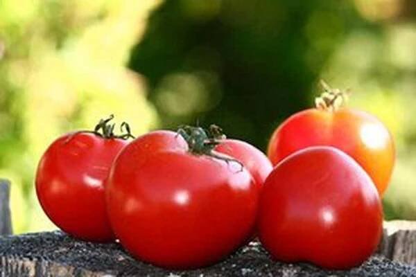 Všechny odrůdy rajčat s fotografiemi / Byliny v dopise P | Užitečné informace a tipy na péči o sebe. Zdraví, výživa a další