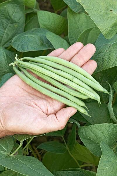 jade bean