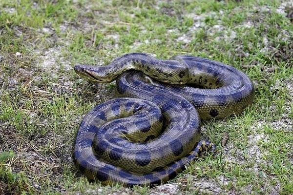 Green Anaconda, eunectes murinus, Los Lianos ve Venezuele — Stock obrázek