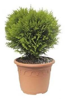 Túje/zerav západní koule FloraSelf Thuja occidentalis 'Danica' 30-40 cm květináč 8 l