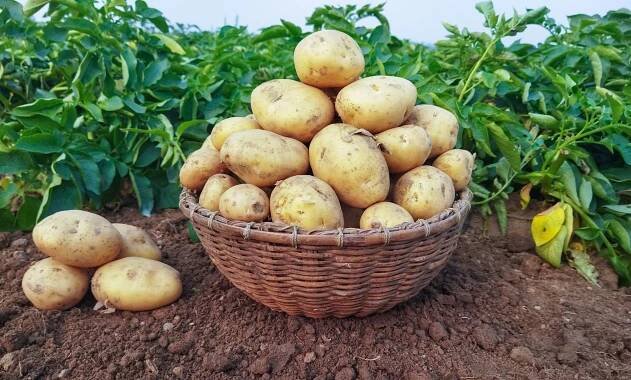 Okopaniny - Agropress.cz