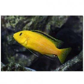 Tlamovec černoploutvý - Labidochromis caeruleus sp. 'Yellow'