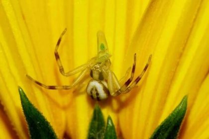 Makro Skrývá Kavkazský Malý Pruhovaný Krab Pavoučí Zelenými Končetinami Zachytil — Stock fotografie