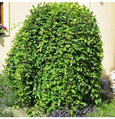 Salix caprea Kilmarnock km.80cm C3L : Vhv-eshop.cz