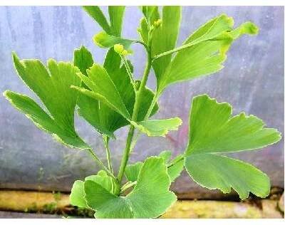 Jinan dvoulaločný - Ginkgo biloba BLAGON®