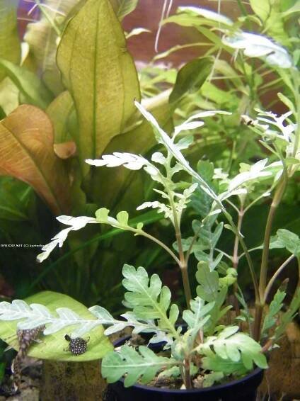 Hygrophila pinnatifida - mokřanka peřenoklaná