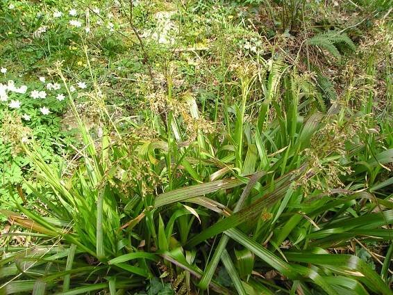 Luzula sylvatica