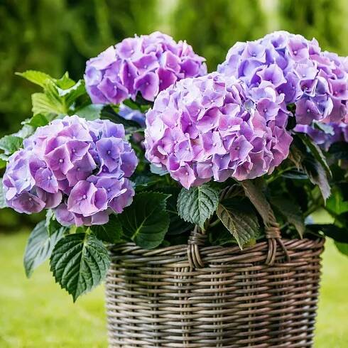 Eine Hortensie mit violetten Blüten steht in einem Korbtopf im Garten.