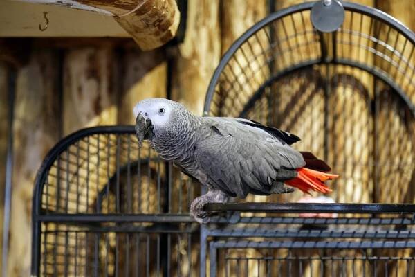Psittacus