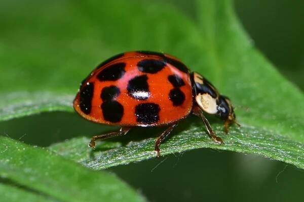 Coccinellidae – Slunéčkovití – (Ne)viditelné krásky 