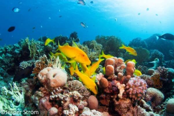 Photo Library – Sataya Dolphin Reef