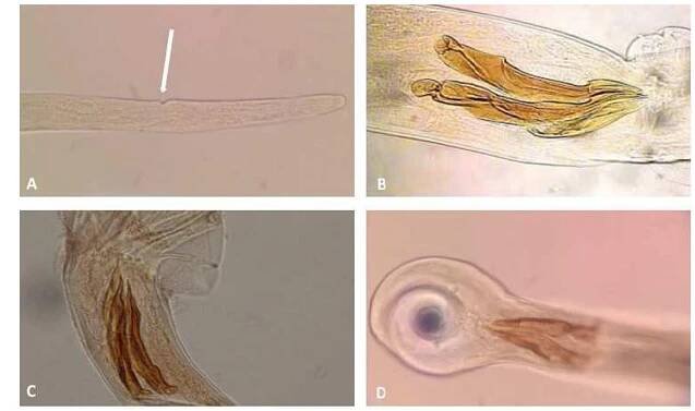 Figure 1. (A) Anterior end and V shape excretory pore of adult Trichostrongylus genus, (B) Digital pictures of spicules and gubernaculum of Trichostrongylus colubriformis, (C) Trichostrongylus vitrinus, (D) Trichostrongylus axei 