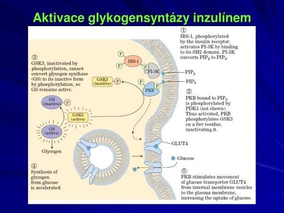 PPT - Receptorové proteiny PowerPoint Presentation, free download - ID:6070670