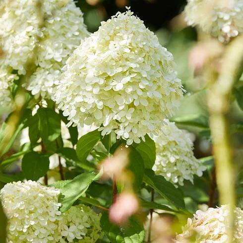 Rispenhortensie 'Limelight'