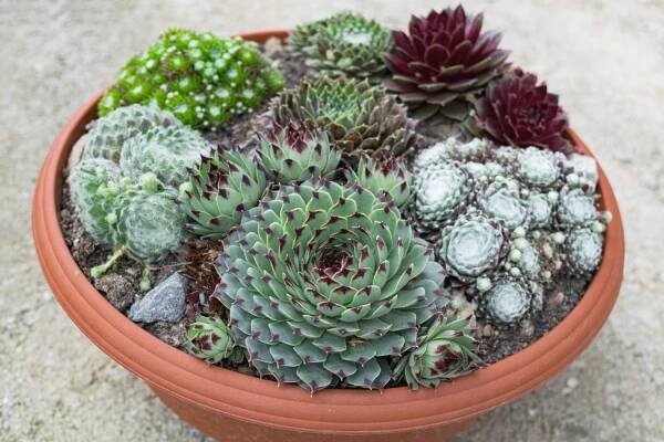 Types of Sempervivum: the most beautiful at a glance - Plantura