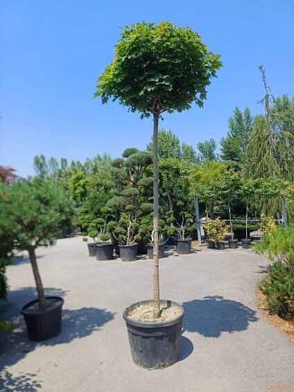 Norway maple "Globosum" | Vrtni center MOGA