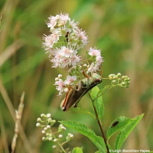 Wildflowers | wondermyway