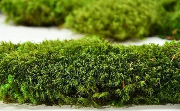 Stabilizovany mech, Hair moss box