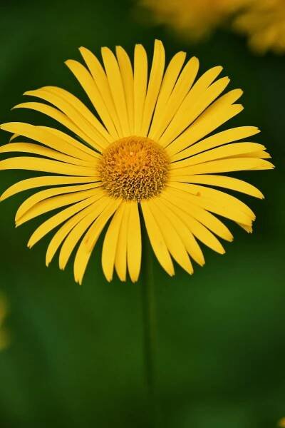bezplatná Základová fotografie zdarma na téma barevný, botanický, bylinný Základová fotografie