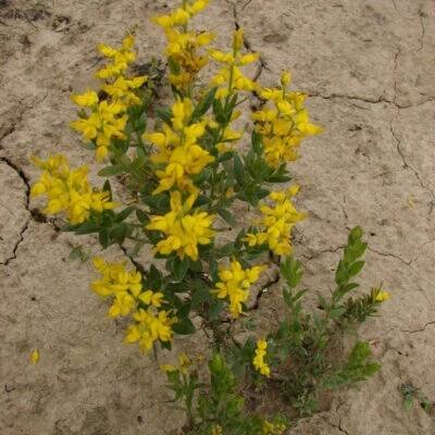 bobovité- FABACEAE – 4. stránka – PlantaNaturalis.com