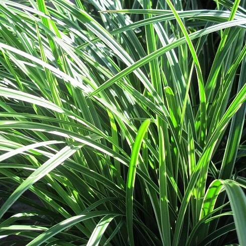 Grasses - Boething Treeland Farms