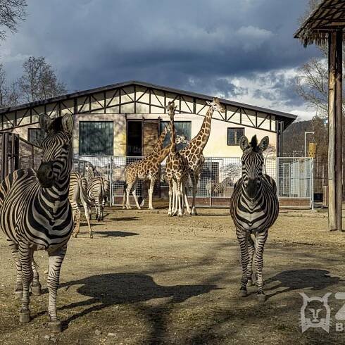 zirafy a zebry zoo bratislava v2