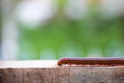 How to Control Millipedes and Centipedes in Your Home