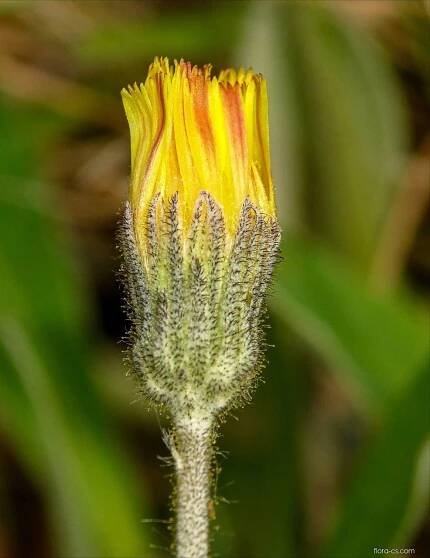 Jestřábník chlupáček (Pilosella officinarum)
