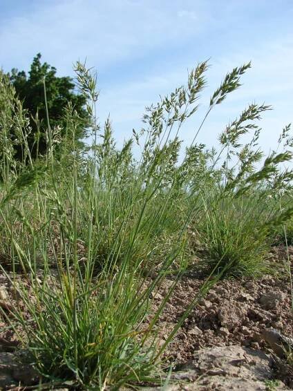 lipnicovité- POACEAE – 3. stránka – PlantaNaturalis.com