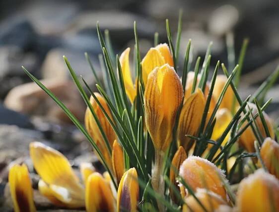 <img src="http://spolunaceste.cz/construction/wp-content/plugins/my-calendar-custom/ritualy.jpg" alt="Kategorie: Obřady a rituály" class="category-icon" style="background:#" /> Jarní rovnodennost