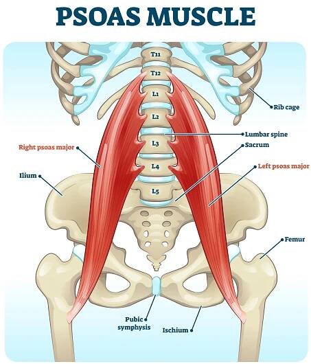 Psoas muscle medical vector illustration diagram