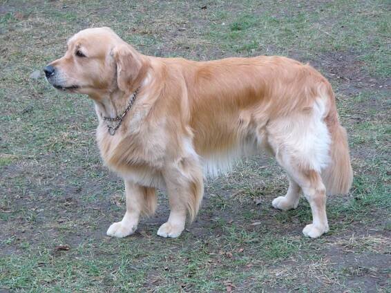 Obrázek - Canis familiaris "111 GR Golden Retriever" (zlatý retriever) | BioLib.cz