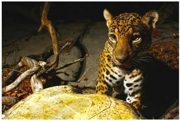 Figure 3. Documented olive ridley turtle (L. olivacea) kill by a jaguar (Panthera onca) at Santa Rosa National Park, Costa Rica (Photo by Alonso Sanchez from ACR Wildlife Photography, San José, Costa Rica 2022). 