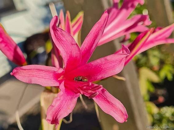 Atlas / NERINE 1