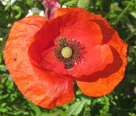 poppies as self seeding flowers