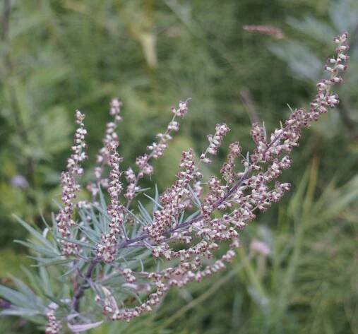 artemisia vulgaris propagation