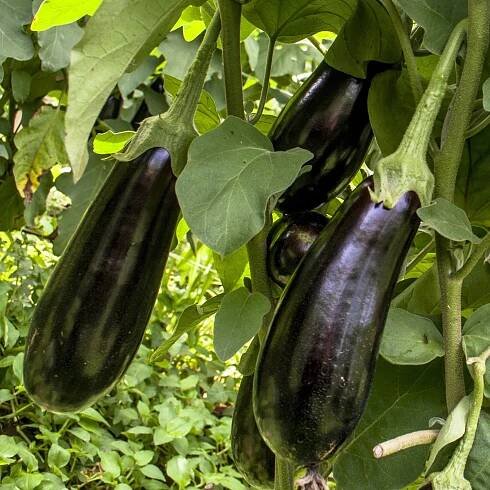 Aubergine Baluroi F1 Pflanzen