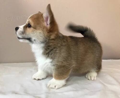 Welsh Pembroke Corgi štěňata