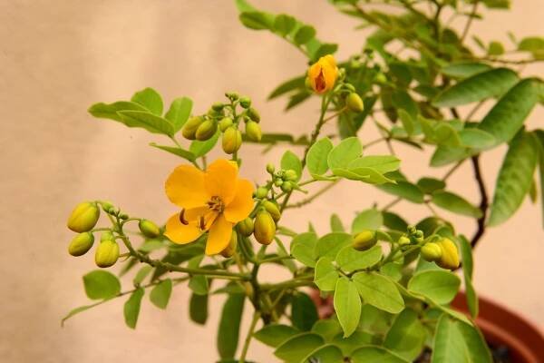 Cassia floribunda - Vivaio I Campi