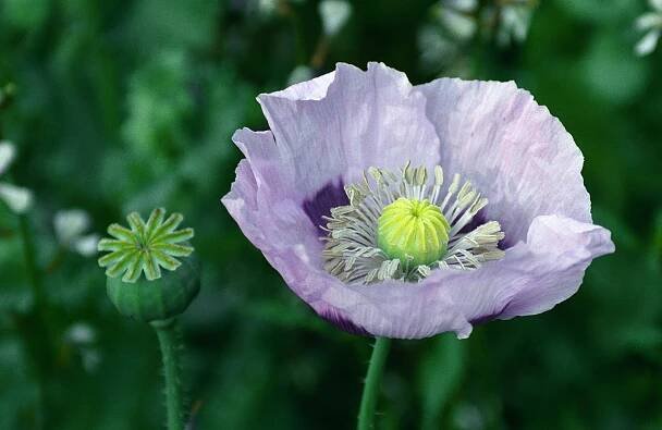 lavender poppy & bud
