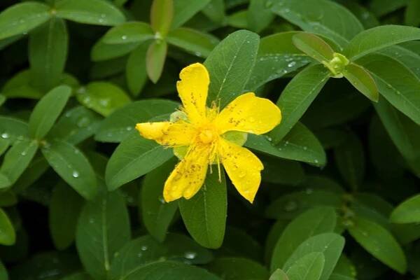 Landscape Plants Rated by Deer Resistance (Rutgers NJAES)