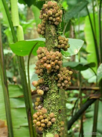 Ecuador – Willy and Bella Cruise