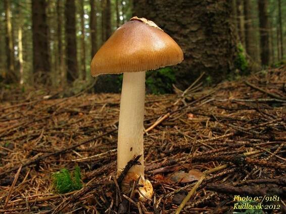 Muchomůrka ryšavá - Amanita fulva - Kudluv fotoatlas hubKudluv fotoatlas hub