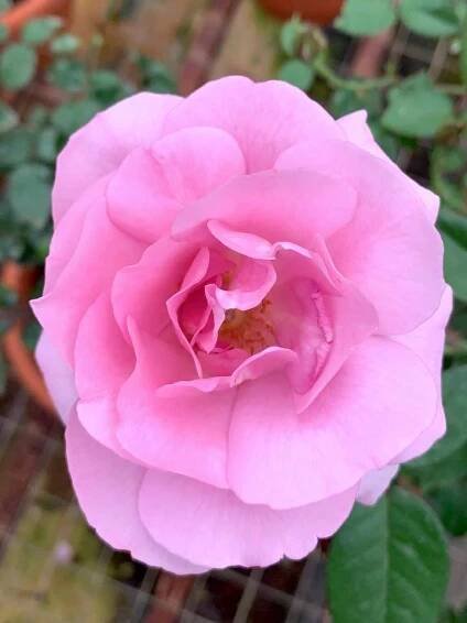 ‘Blue Emotion’ Rose