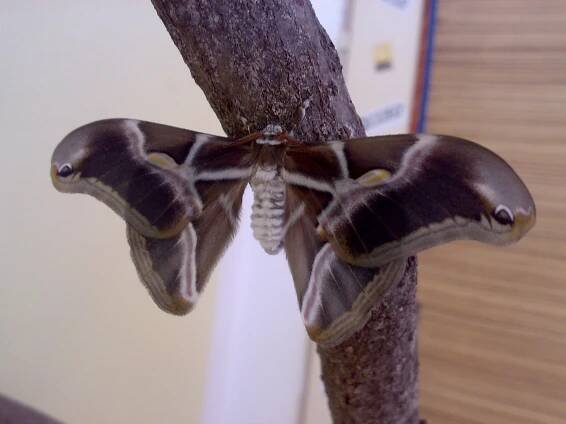 Obrázek - Samia cynthia ricini (martináč pajasanový) | BioLib.cz