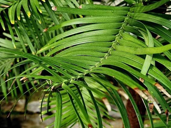 Wollemia nobilis - wolemie vznešená 